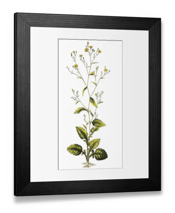 Framed Print : The Common Rain Cabbage, Lapsana communis