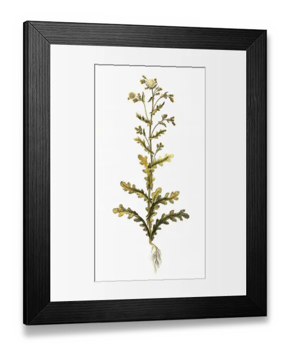 Framed Print : Groundsel (Senecio vulgaris), also common ragwort Framed Print : Groundsel (Senecio vulgaris), also common ragwort