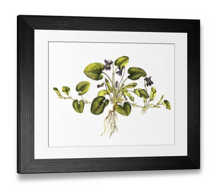 Framed Print : Scented violet, Viola odorata, also known as March violet or fragrant violet Framed Print : Scented violet, Viola odorata, also known as March violet or fragrant violet