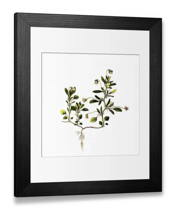 Framed Print : Wildec heartsease (Viola tricolor)
