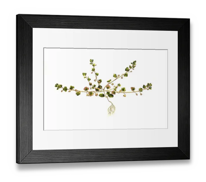Framed Print : Ivy Speedwell, Veronica hederifolia