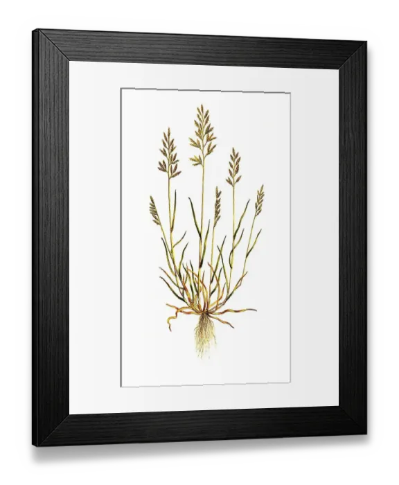 Framed Print : Moor grass (Catapodium rigidum) or common stiff-grass