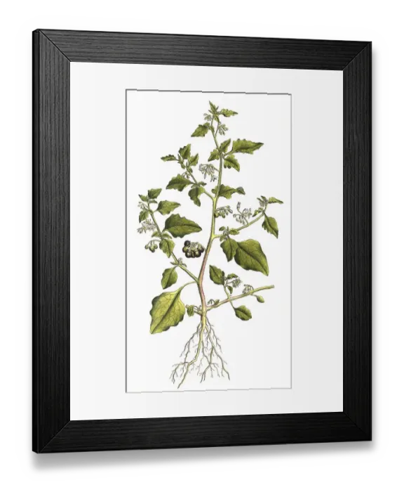 Framed Print : European black nightshade (Solanum nigrum) or Black nightshade