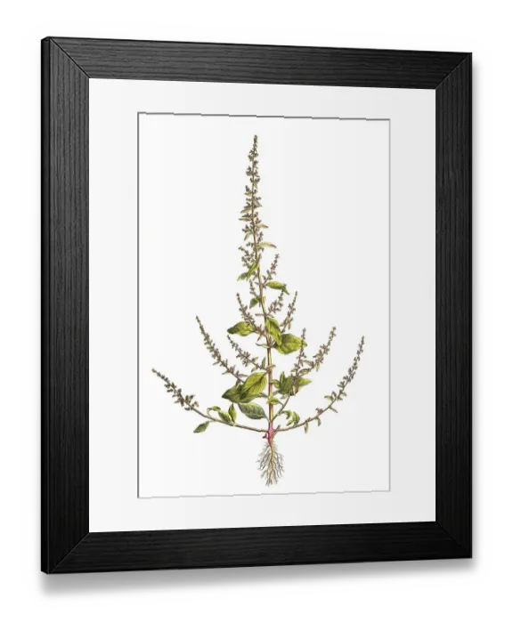 Framed Print : Lipandra polysperma, Syn. common name manyseed goosefoot (Chenopodium polyspermum)