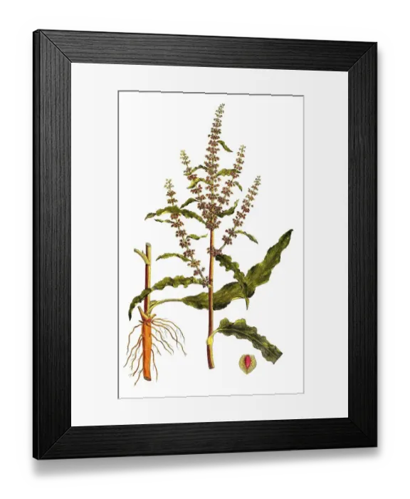 Framed Print : Curly dock, Rumex crispus, digitally restored reproduction of an original from the 19th century