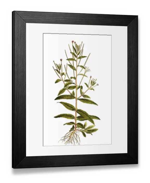 Framed Print : Willowherb (Epilobium) villosum