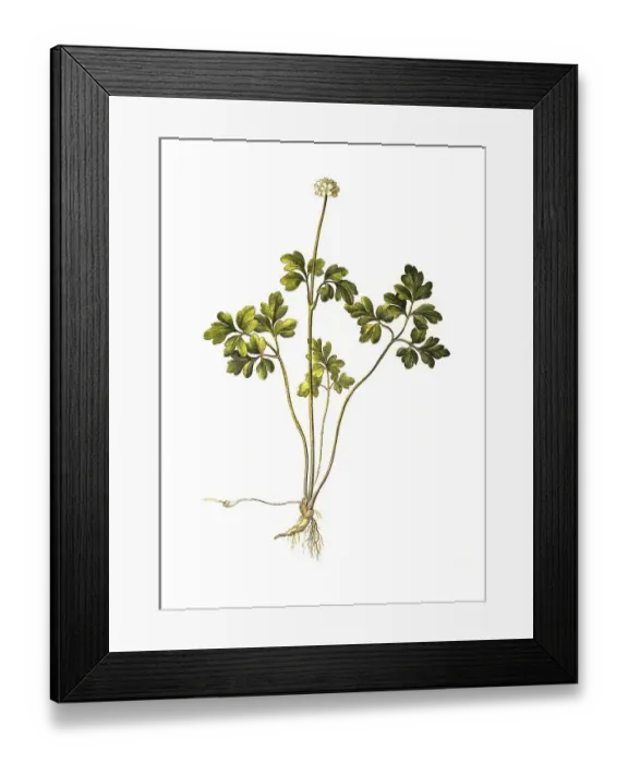 Framed Print : Moschatel (Adoxa moschatellina) or musk weed Framed Print : Moschatel (Adoxa moschatellina) or musk weed
