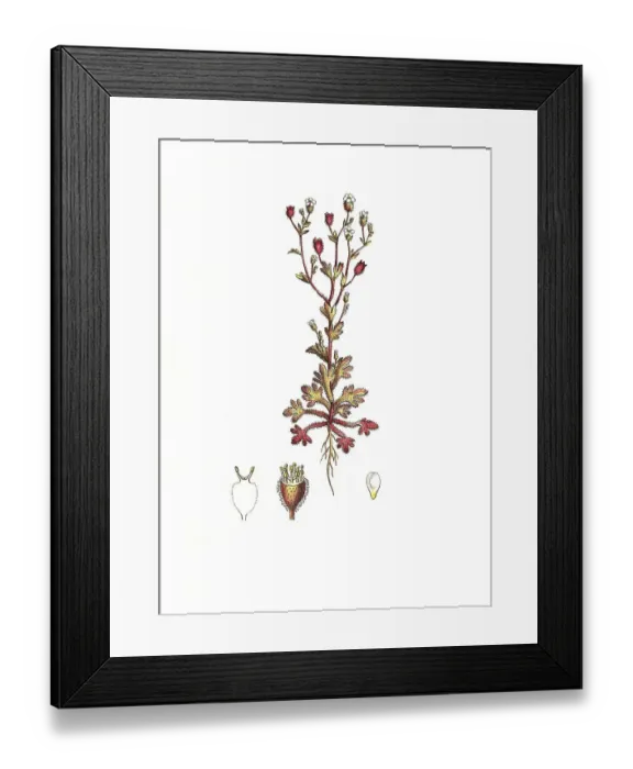 Framed Print : Three-fingered saxifrage (Saxifraga) tridactylites Framed Print : Three-fingered saxifrage (Saxifraga) tridactylites