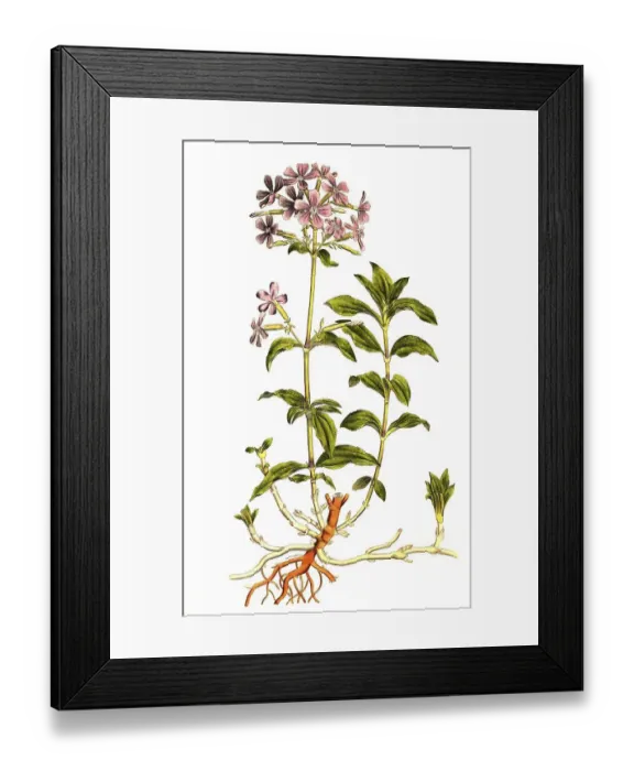 Framed Print : Soap root (Saponaria officinalis) Framed Print : Soap root (Saponaria officinalis)