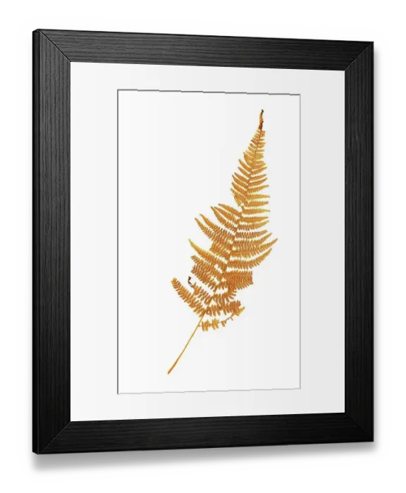 Framed Print : True worm fern, synonym: Aspidium filix-mas Framed Print : True worm fern, synonym: Aspidium filix-mas