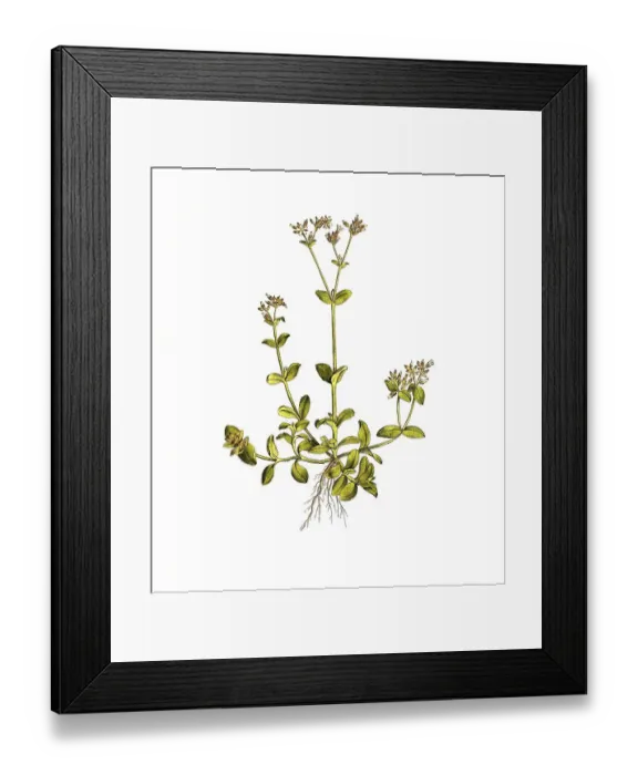 Framed Print : Common mouse-ear chickweed (Cerastium) fontanum subsp Framed Print : Common mouse-ear chickweed (Cerastium) fontanum subsp