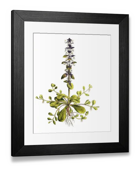 Framed Print : Blue bugles (Ajuga reptans), also Guldenguensel