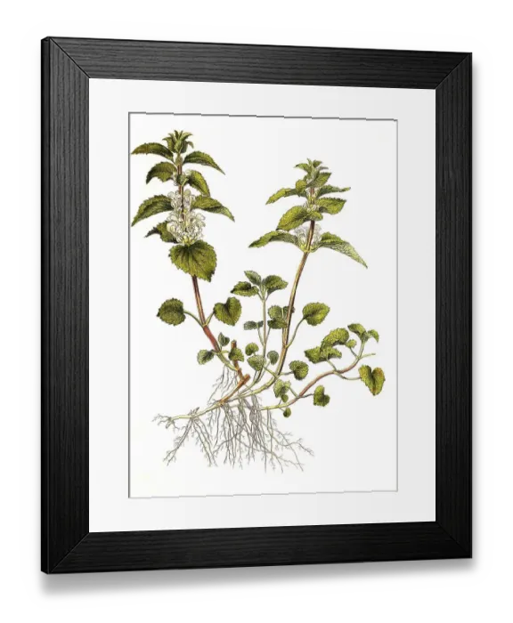 Framed Print : White deadnettle (Lamium) album Framed Print : White deadnettle (Lamium) album