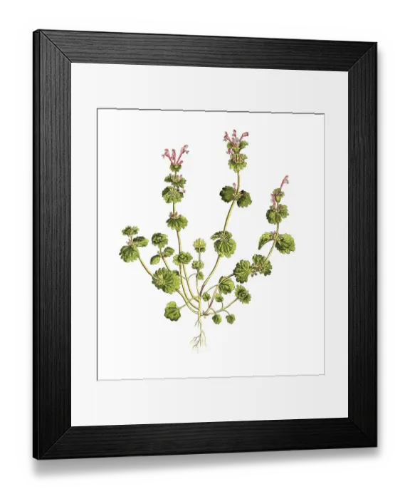 Framed Print : Stem-enclosing deadnettle (Lamium) amplexicaule Framed Print : Stem-enclosing deadnettle (Lamium) amplexicaule