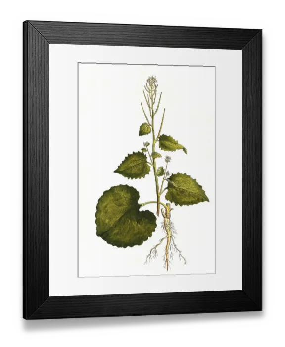 Framed Print : Erysimum alliaria, garlic mustard (Alliaria petiolata)