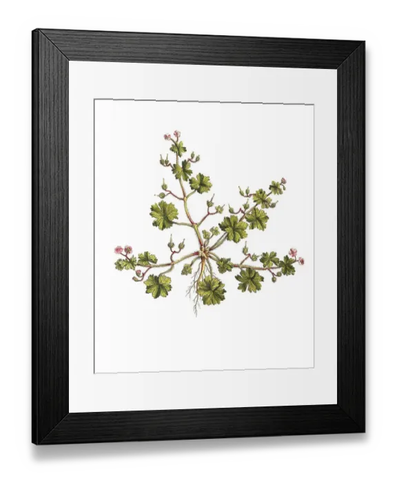 Framed Print : Soft cranesbill (Geranium molle) Framed Print : Soft cranesbill (Geranium molle)