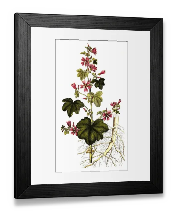 Framed Print : Wild mallow (Malva sylvestris) Framed Print : Wild mallow (Malva sylvestris)