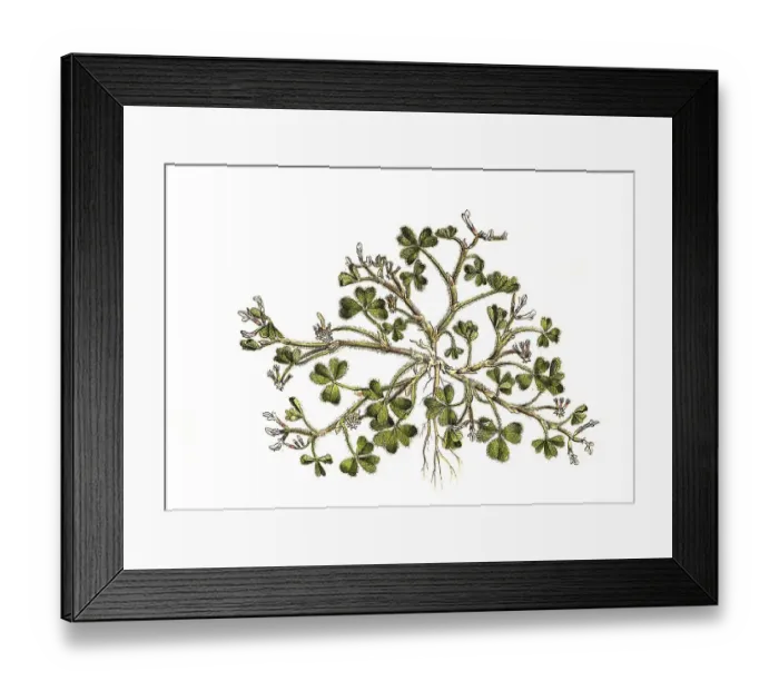 Framed Print : Soil-fruiting clover (Trifolium) subterraneum Framed Print : Soil-fruiting clover (Trifolium) subterraneum