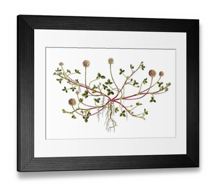 Framed Print : Strawberry clover (Trifolium) fragiferum Framed Print : Strawberry clover (Trifolium) fragiferum