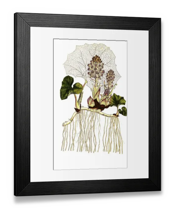 Framed Print : Butterbur (Petasites hybridus) Framed Print : Butterbur (Petasites hybridus)