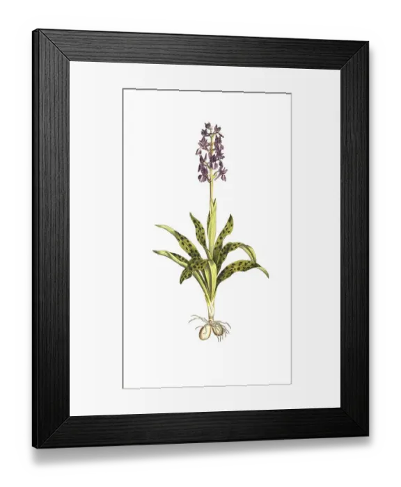 Framed Print : Early purple orchid (Orchis mascula)
