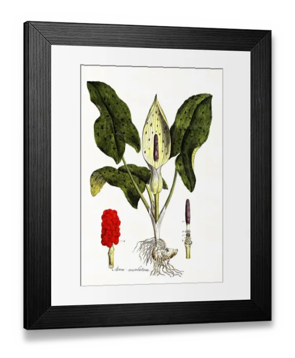 Framed Print : Common arum (Arum maculatum), digitally restored reproduction of an original from the 19th century Framed Print : Common arum (Arum maculatum), digitally restored reproduction of an original from the 19th century