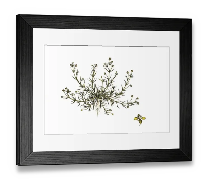 Framed Print : Downy mastwort, Sagina procumbens Framed Print : Downy mastwort, Sagina procumbens