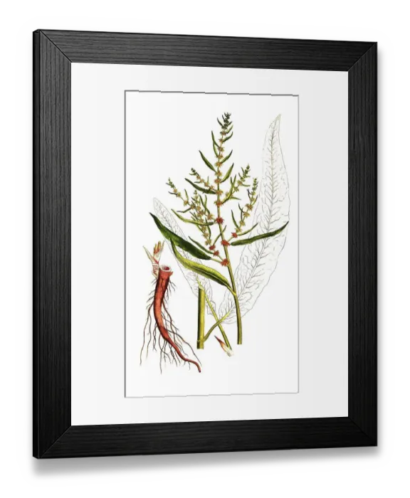 Framed Print : Shore or beach amphora, Rumex maritimus Framed Print : Shore or beach amphora, Rumex maritimus
