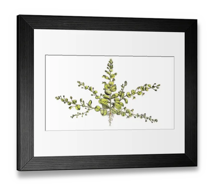 Framed Print : Eiblaettrige Taennelkraut, Kickxia spuria Framed Print : Eiblaettrige Taennelkraut, Kickxia spuria