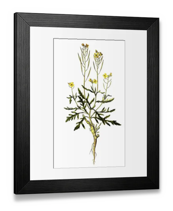 Framed Print : Wall double seed, Diplotaxis muralis