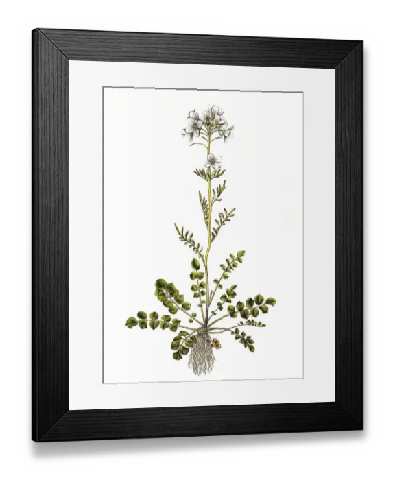 Framed Print : Cuckoo flower (Cardamine pratensis) Framed Print : Cuckoo flower (Cardamine pratensis)