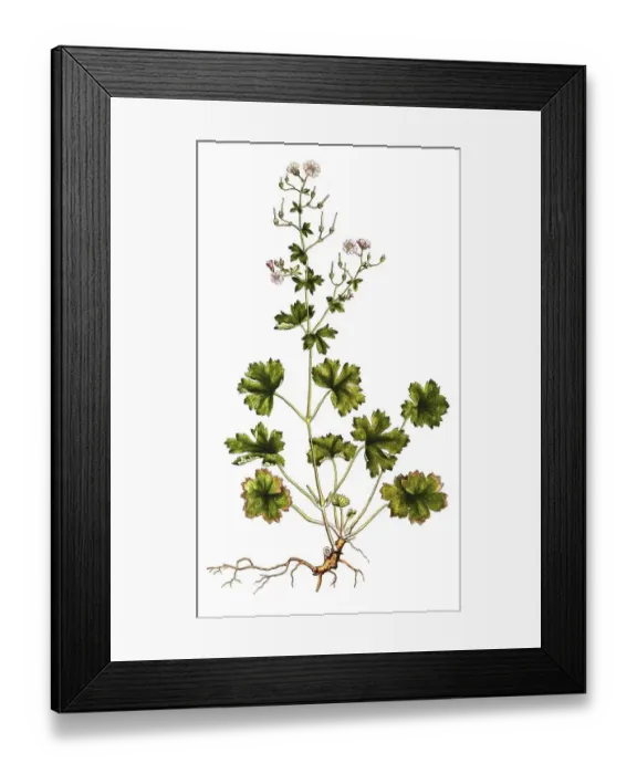 Framed Print : Pyrenean Cranesbill, Geranium pyrenaicum