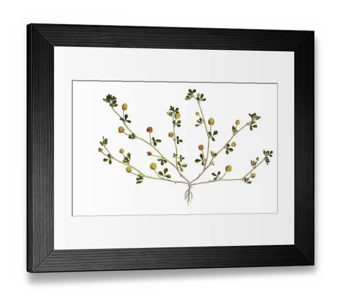 Framed Print : Gold clover (Trifolium) aureum