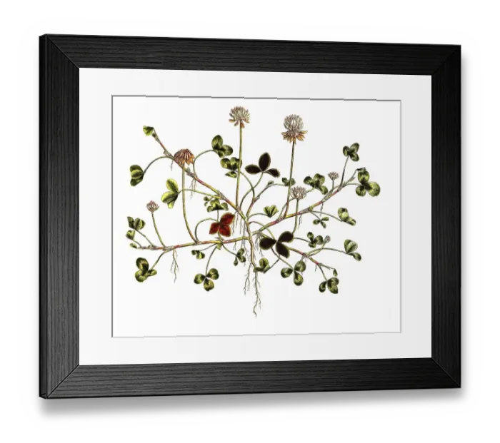 Framed Print : White clover (Trifolium repens)