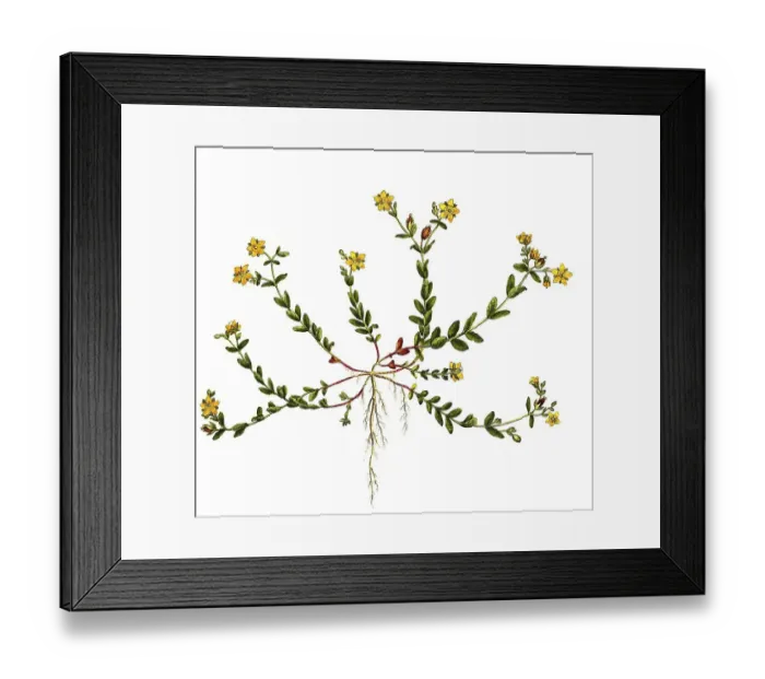 Framed Print : St john's wort (Hypericum) humifusum Framed Print : St john's wort (Hypericum) humifusum