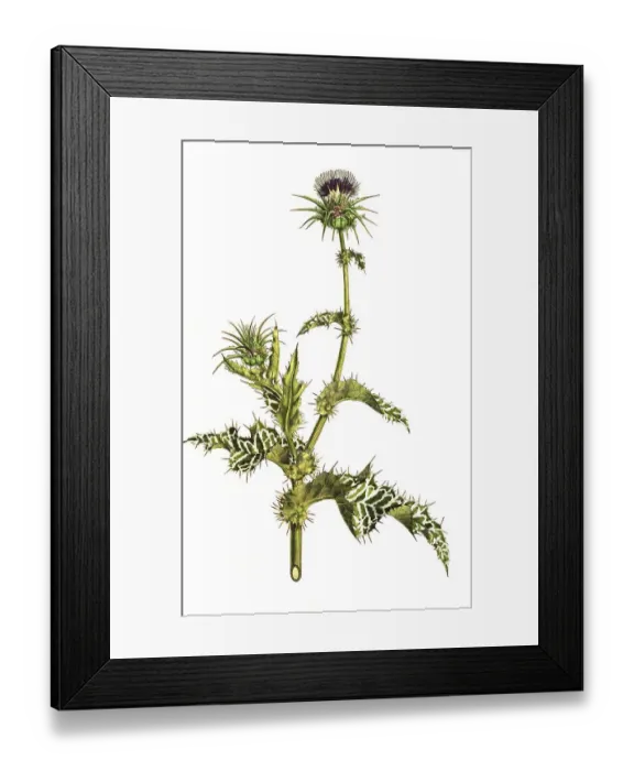 Framed Print : Milk thistle, Silybum marianum