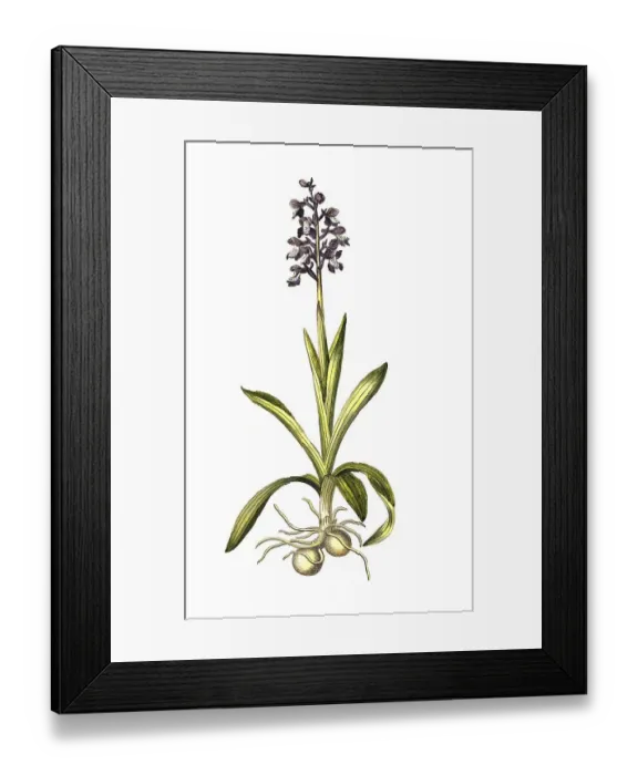 Framed Print : Kleines Knabenkraut (Anacamptis morio) L Framed Print : Kleines Knabenkraut (Anacamptis morio) L
