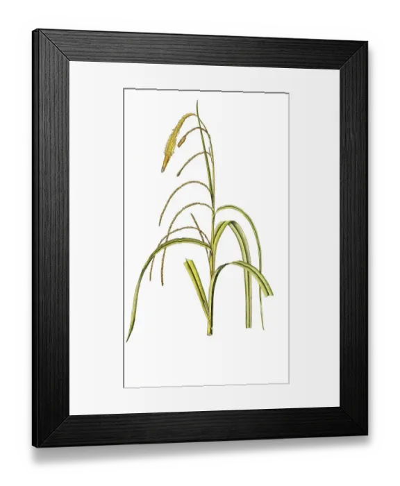 Framed Print : Hanging sedge (Carex) pendula, also Hanging Sedge Framed Print : Hanging sedge (Carex) pendula, also Hanging Sedge