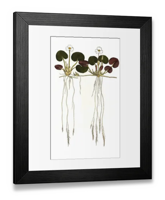 Framed Print : Common frogbit (Hydrocharis morsus-ranae) Framed Print : Common frogbit (Hydrocharis morsus-ranae)