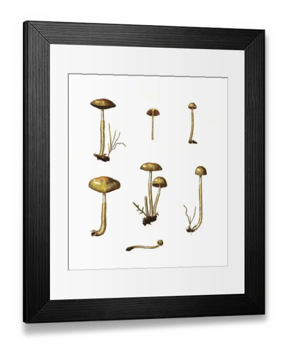 Framed Print : Agaricus glutinosus, ivory woodwax (Hygrophorus) eburneus