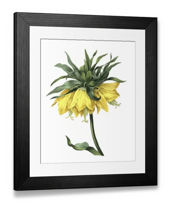 Framed Print : Kaiser's crown (Fritillaria imperialis)