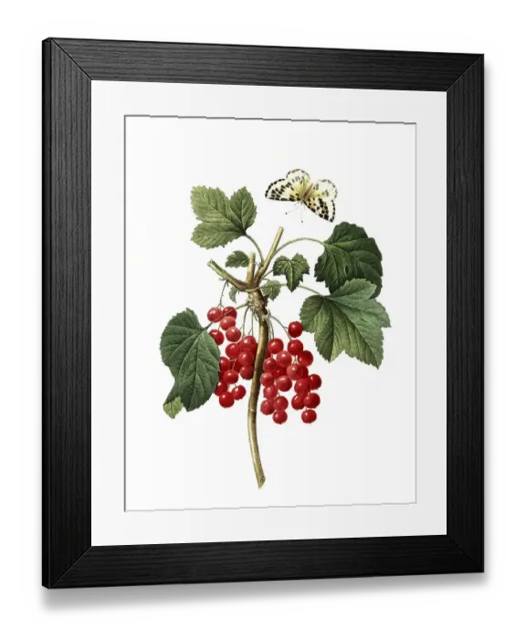 Framed Print : Redcurrant (Ribes rubrum), digital reproduction of an original from the 18th century