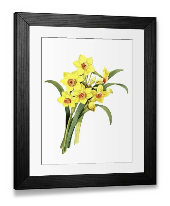 Framed Print : Bouquet daffodil, Narcissus tazetta