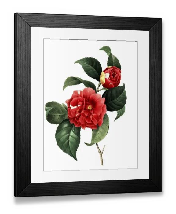 Framed Print : Japanese camellia (Camellia japonica) Framed Print : Japanese camellia (Camellia japonica)