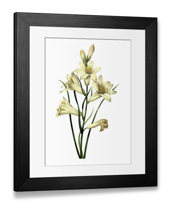 Framed Print : White funnel lily (Paradisea liliastrum)