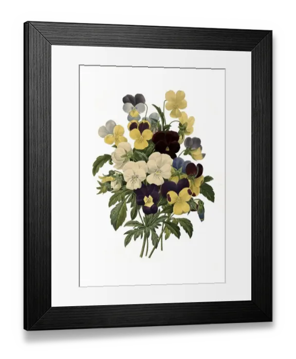 Framed Print : Pansy (Viola wittrockiana), digital reproduction of an original from the 18th century