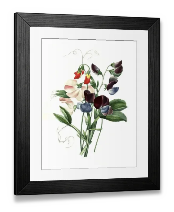 Framed Print : Sweet pea (Lathyrus odoratus), digital reproduction of an original from the 18th century