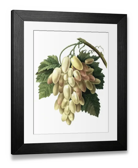 Framed Print : Grape, white fruit, white wine Framed Print : Grape, white fruit, white wine