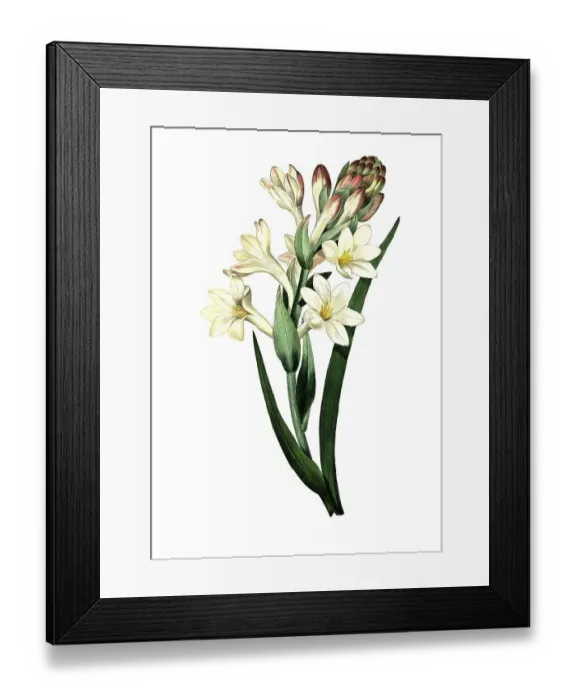 Framed Print : Tuberose, Agave amica (Agave polianthes)