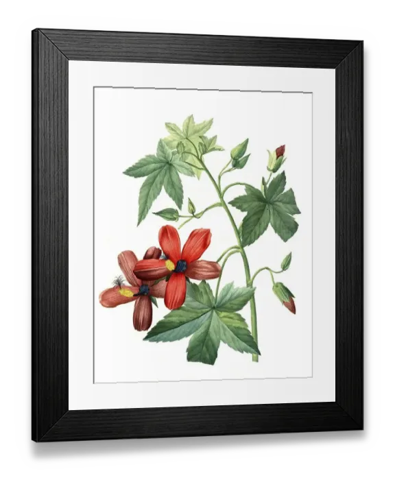 Framed Print : Lavatera phoenicea, Hisbiscus, Hibiscus Framed Print : Lavatera phoenicea, Hisbiscus, Hibiscus